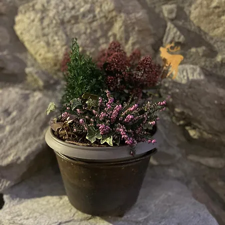 Casa Closellinaz 로이산